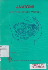 Anatomi alat-alat rongga panggul